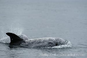 Rissos dolphin. Note distinguishing and highly variable skin and dorsal fin patterns, characteristic of this species.  White scarring, likely caused by other Risso dolphins teeth, accumulates during the dolphins life so that adult Rissos dolphins are almost entirely white.  Offshore near San Diego, Grampus griseus