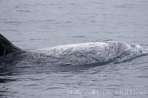 Rissos dolphin. Note distinguishing and highly variable skin and dorsal fin patterns, characteristic of this species.  White scarring, likely caused by other Risso dolphins teeth, accumulates during the dolphins life so that adult Rissos dolphins are almost entirely white.  Offshore near San Diego, Grampus griseus