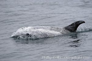 Rissos dolphin. Note distinguishing and highly variable skin and dorsal fin patterns, characteristic of this species.  White scarring, likely caused by other Risso dolphins teeth, accumulates during the dolphins life so that adult Rissos dolphins are almost entirely white.  Offshore near San Diego, Grampus griseus