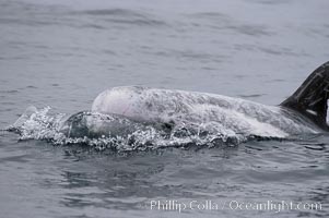 Rissos dolphin. Note distinguishing and highly variable skin and dorsal fin patterns, characteristic of this species.  White scarring, likely caused by other Risso dolphins teeth, accumulates during the dolphins life so that adult Rissos dolphins are almost entirely white.  Offshore near San Diego, Grampus griseus