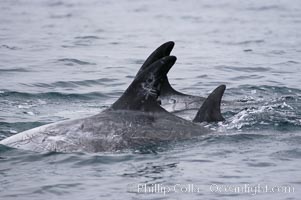 Rissos dolphin. Note distinguishing and highly variable skin and dorsal fin patterns, characteristic of this species.  White scarring, likely caused by other Risso dolphins teeth, accumulates during the dolphins life so that adult Rissos dolphins are almost entirely white.  Offshore near San Diego, Grampus griseus