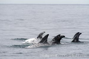 Rissos dolphin. Note distinguishing and highly variable skin and dorsal fin patterns, characteristic of this species.  White scarring, likely caused by other Risso dolphins teeth, accumulates during the dolphins life so that adult Rissos dolphins are almost entirely white.  Offshore near San Diego, Grampus griseus