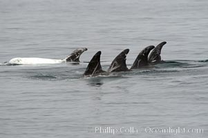 Rissos dolphin. Note distinguishing and highly variable skin and dorsal fin patterns, characteristic of this species.  White scarring, likely caused by other Risso dolphins teeth, accumulates during the dolphins life so that adult Rissos dolphins are almost entirely white.  Offshore near San Diego, Grampus griseus