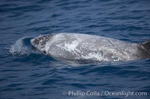 Rissos dolphin.  Note distinguishing and highly variable skin and dorsal fin patterns, characteristic of this species. White scarring, likely caused by other Risso dolphins teeth, accumulates during the dolphins life so that adult Rissos dolphins are usually almost entirely white, Grampus griseus, San Diego, California