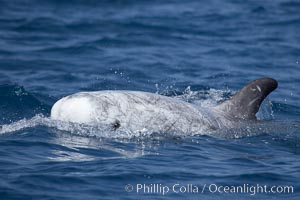 Rissos dolphin.  Note distinguishing and highly variable skin and dorsal fin patterns, characteristic of this species. White scarring, likely caused by other Risso dolphins teeth, accumulates during the dolphins life so that adult Rissos dolphins are usually almost entirely white, Grampus griseus, San Diego, California