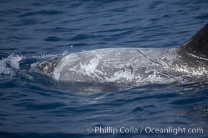 Rissos dolphin.  Note distinguishing and highly variable skin and dorsal fin patterns, characteristic of this species. White scarring, likely caused by other Risso dolphins teeth, accumulates during the dolphins life so that adult Rissos dolphins are usually almost entirely white, Grampus griseus, San Diego, California