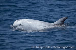 Rissos dolphin.  Note distinguishing and highly variable skin and dorsal fin patterns, characteristic of this species. White scarring, likely caused by other Risso dolphins teeth, accumulates during the dolphins life so that adult Rissos dolphins are usually almost entirely white, Grampus griseus, San Diego, California