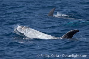 Rissos dolphin.  Note distinguishing and highly variable skin and dorsal fin patterns, characteristic of this species. White scarring, likely caused by other Risso dolphins teeth, accumulates during the dolphins life so that adult Rissos dolphins are usually almost entirely white, Grampus griseus, San Diego, California