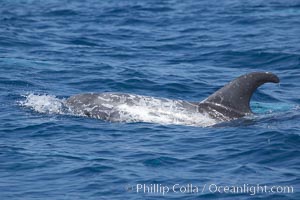 Rissos dolphin.  Note distinguishing and highly variable skin and dorsal fin patterns, characteristic of this species. White scarring, likely caused by other Risso dolphins teeth, accumulates during the dolphins life so that adult Rissos dolphins are usually almost entirely white, Grampus griseus, San Diego, California