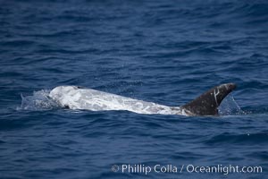 Rissos dolphin.  Note distinguishing and highly variable skin and dorsal fin patterns, characteristic of this species. White scarring, likely caused by other Risso dolphins teeth, accumulates during the dolphins life so that adult Rissos dolphins are usually almost entirely white, Grampus griseus, San Diego, California