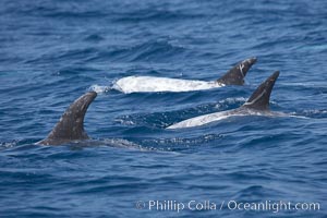A group of Rissos dolphins. San Diego, Grampus griseus
