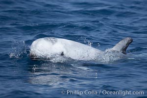 Rissos dolphin.  Note distinguishing and highly variable skin and dorsal fin patterns, characteristic of this species. White scarring, likely caused by other Risso dolphins teeth, accumulates during the dolphins life so that adult Rissos dolphins are usually almost entirely white.