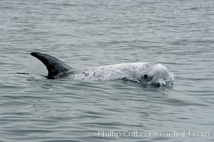 Rissos dolphin. Note distinguishing and highly variable skin and dorsal fin patterns, characteristic of this species.  White scarring, likely caused by other Risso dolphins teeth, accumulates during the dolphins life so that adult Rissos dolphins are almost entirely white.  Offshore near San Diego, Grampus griseus