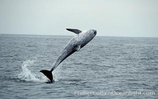 A Rissos dolphin leaps from the ocean in a full breach. Note distinguishing and highly variable skin and dorsal fin patterns, characteristic of this species.  White scarring, likely caused by other Risso dolphins teeth, accumulates during the dolphins life so that adult Rissos dolphins are almost entirely white.  Offshore near San Diego, Grampus griseus
