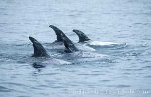 A group of Rissos dolphin surfaces.  Extensive scarring on adult Rissos dolphins allows identification of individuals based on their dorsal fins, provided the identification methodology incorporates scarring acquired in future years. Offshore near San Diego, Grampus griseus