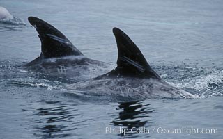 A group of Rissos dolphin surfaces.  Extensive scarring on adult Rissos dolphins allows identification of individuals based on their dorsal fins, provided the identification methodology incorporates scarring acquired in future years. Offshore near San Diego, Grampus griseus