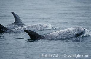 Rissos dolphin. Note distinguishing and highly variable skin and dorsal fin patterns, characteristic of this species.  White scarring, likely caused by other Risso dolphins teeth, accumulates during the dolphins life so that adult Rissos dolphins are almost entirely white.  Offshore near San Diego, Grampus griseus