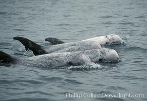 Rissos dolphin. Note distinguishing and highly variable skin and dorsal fin patterns, characteristic of this species.  White scarring, likely caused by other Risso dolphins teeth, accumulates during the dolphins life so that adult Rissos dolphins are almost entirely white.  Offshore near San Diego, Grampus griseus