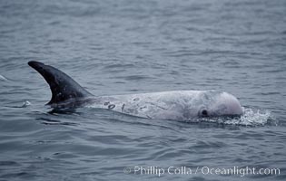 Rissos dolphin. Note distinguishing and highly variable skin and dorsal fin patterns, characteristic of this species.  White scarring, likely caused by other Risso dolphins teeth, accumulates during the dolphins life so that adult Rissos dolphins are almost entirely white.  Offshore near San Diego, Grampus griseus