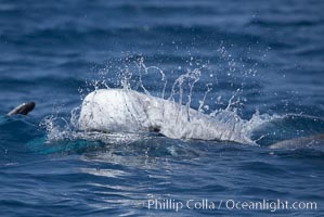 Rissos dolphin. San Diego, Grampus griseus