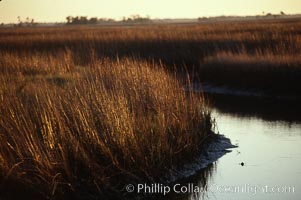 River grass, Crystal River, Florida