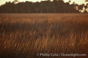 River grass, Crystal River, Florida