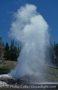 Riverside Geyser at peak eruption, arcing over the Firehole River, Upper Geyser Basin, Yellowstone National Park, Wyoming