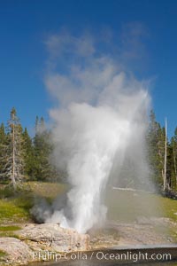 A rainbow appears in the spray of Riverside Geyser as it erupts over the Firehole River.  Riverside is a very predictable geyser.  Its eruptions last 30 minutes, reach heights of 75 feet and are usually spaced about 6 hours apart.  Upper Geyser Basin, Yellowstone National Park, Wyoming