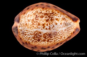 Robert's Cowrie, Cypraea robertsi