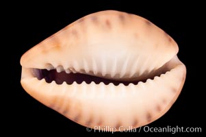 Robert's Cowrie, Cypraea robertsi