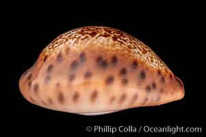 Robert's Cowrie, Cypraea robertsi