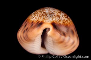 Robert's Cowrie, Cypraea robertsi