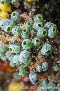 Robust sea squirt, Atriolum robustum, a type of tunicate, Fiji, Makogai Island, Lomaiviti Archipelago