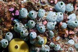 Robust sea squirt, Atriolum robustum, a type of tunicate, Fiji, Makogai Island, Lomaiviti Archipelago