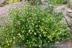 Rock daisy in spring bloom, Glorietta Canyon.  Heavy winter rains led to a historic springtime bloom in 2005, carpeting the entire desert in vegetation and color for months, Perityle emoryi, Anza-Borrego Desert State Park, Borrego Springs, California