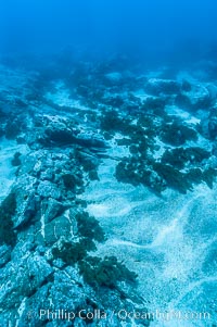 Sand channels and granite structures form the underwater reef at Abalone Point, Guadalupe Island (Isla Guadalupe)