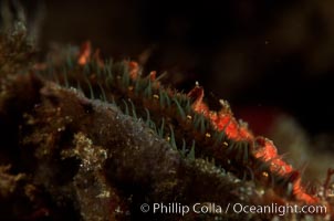 Rock scallop showing sight organs, Crassedoma giganteum, Anacapa Island