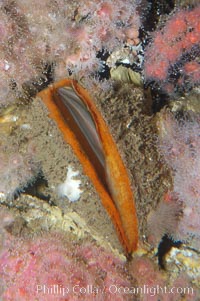 Rock scallop, Crassedoma giganteum