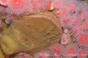 Rock scallop surrounded by strawberry anemones, Corynactis californica, Crassedoma giganteum