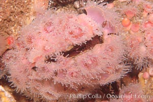 Rock scallop with encrusting strawberry anemones, Corynactis californica, Crassedoma giganteum