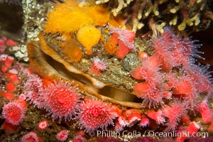 Rock scallop with encrusting orange cup corals (top) and strawberry anemones (bottom), Balanophyllia elegans, Corynactis californica, Crassedoma giganteum