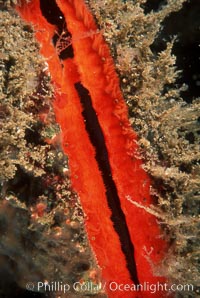 Rock scallop showing sight organs, Crassedoma giganteum, Anacapa Island