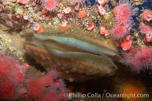 Rock scallop, Crassedoma giganteum