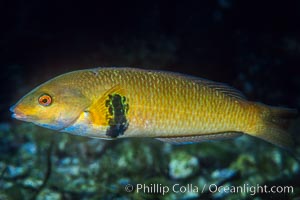 Rock wrasse, Catalina, Halichoeres semicinctus, Catalina Island