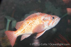 Unidentified rockfish