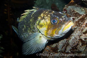 Unidentified rockfish