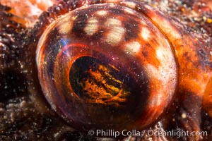 Rockfish Eye Detail, San Diego