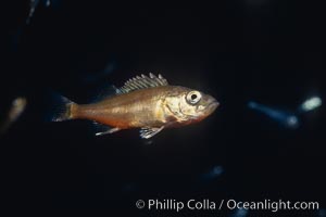 Juvenile rockfish, drift kelp, San Diego, California