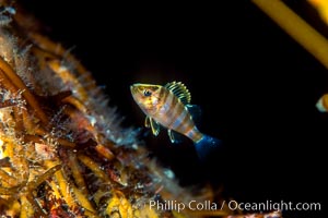 Juvenile rockfish hiding amidst kelp holdfast, offshore drift kelp, open ocean, San Diego, California