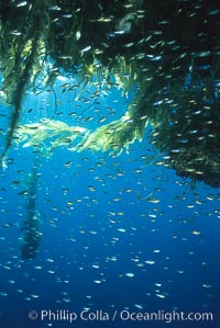 Drift kelp, open ocean, San Diego, California